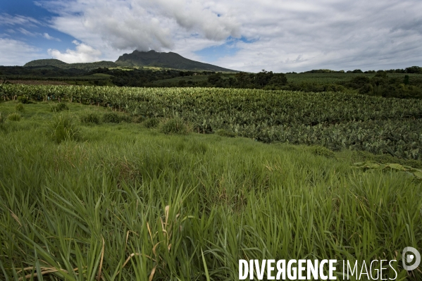 Exploitation agricole de bananes de montagne en Martinique