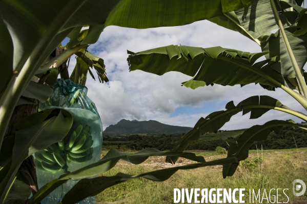 Exploitation agricole de bananes de montagne en Martinique