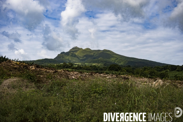 Exploitation agricole de bananes de montagne en Martinique