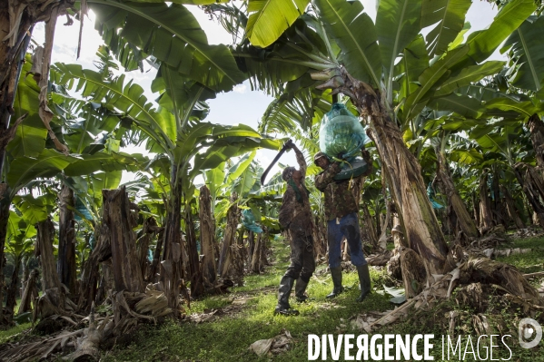 Exploitation agricole de bananes de montagne en Martinique