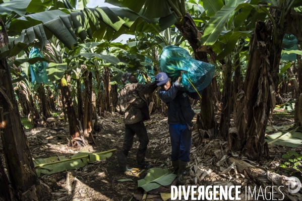 Exploitation agricole de bananes de montagne en Martinique
