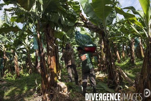 Exploitation agricole de bananes de montagne en Martinique