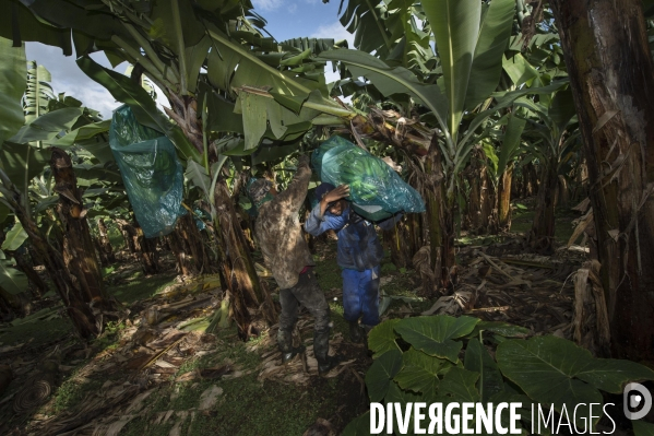 Exploitation agricole de bananes de montagne en Martinique