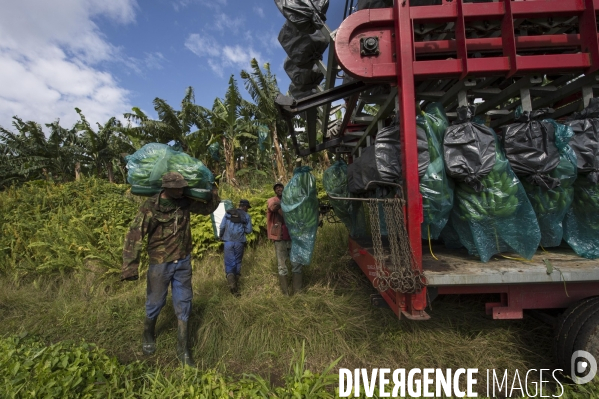 Exploitation agricole de bananes de montagne en Martinique
