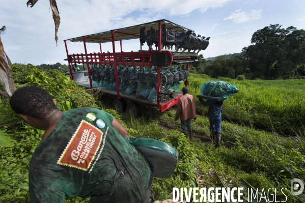 Exploitation agricole de bananes de montagne en Martinique