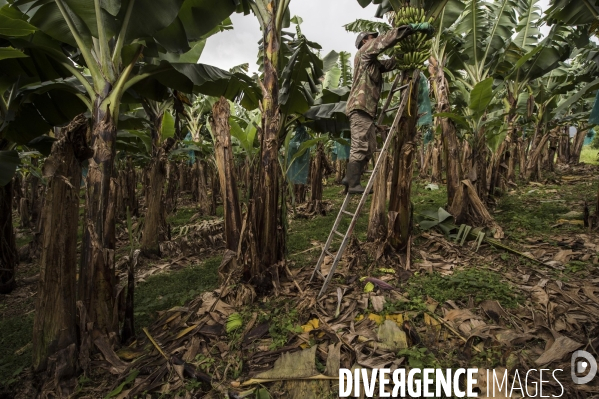 Exploitation agricole de bananes de montagne en Martinique