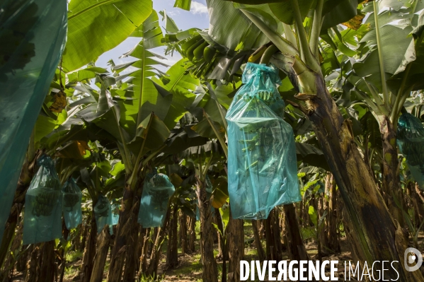 Exploitation agricole de bananes de montagne en Martinique