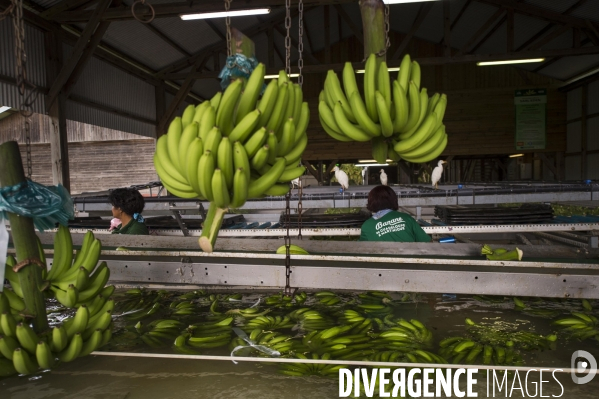 Exploitation agricole de bananes de montagne en Martinique