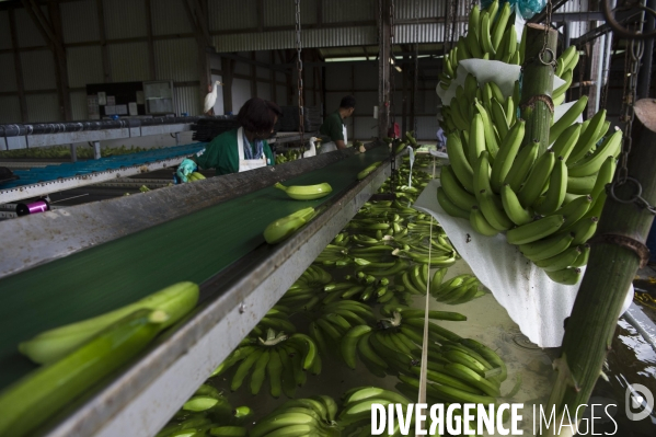 Exploitation agricole de bananes de montagne en Martinique