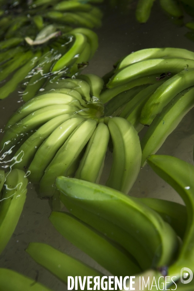 Exploitation agricole de bananes de montagne en Martinique