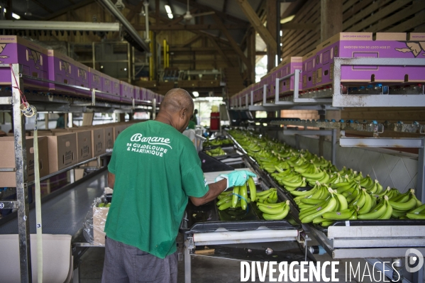 Exploitation agricole de bananes de montagne en Martinique