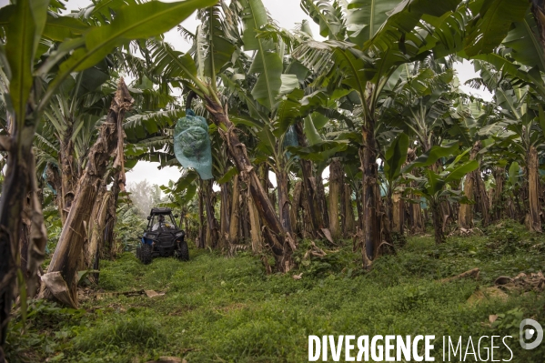 Exploitation agricole de bananes de montagne en Martinique