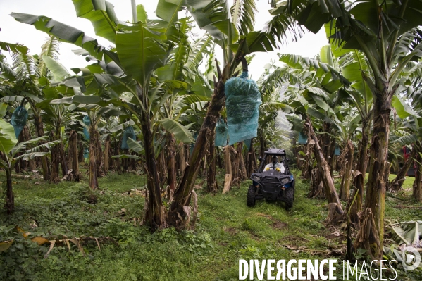 Exploitation agricole de bananes de montagne en Martinique