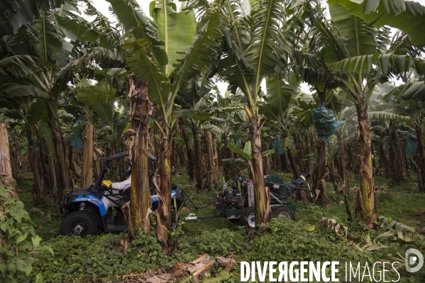 Exploitation agricole de bananes de montagne en Martinique