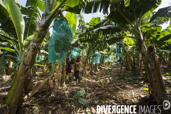 Exploitation agricole de bananes en Martinique