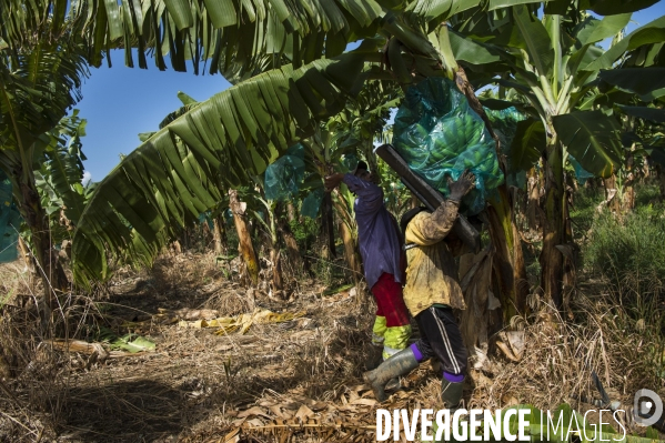 Exploitation agricole de bananes en Martinique