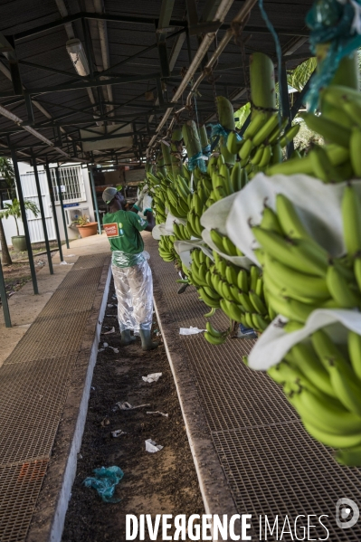 Exploitation agricole de bananes en Martinique