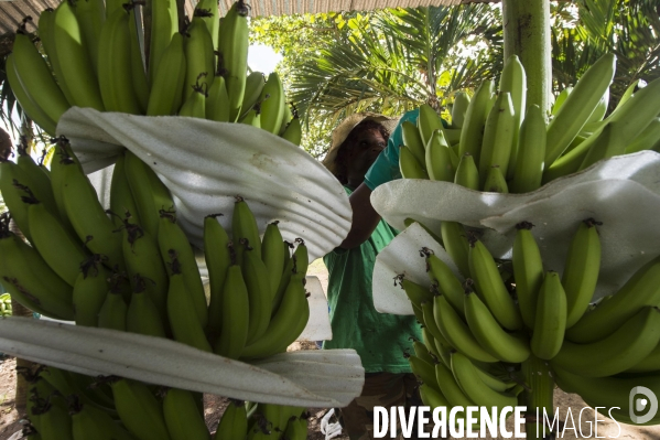Exploitation agricole de bananes en Martinique