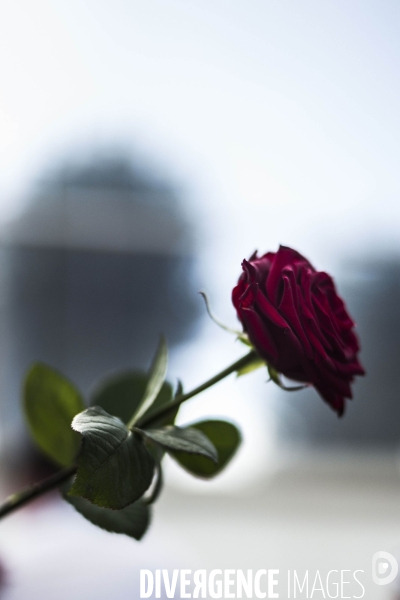 Fête de la rose de Frangy-en-Bresse.