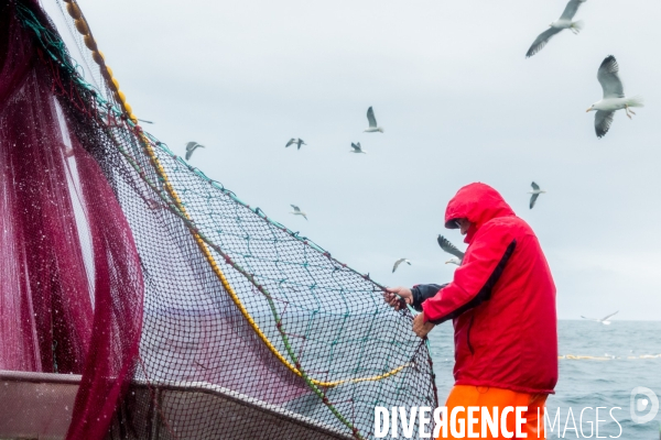 Pêche à la sardine: de l océan à la boîte de conserve