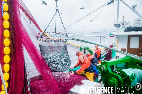 Pêche à la sardine: de l océan à la boîte de conserve