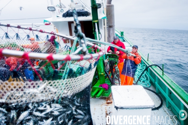 Pêche à la sardine: de l océan à la boîte de conserve