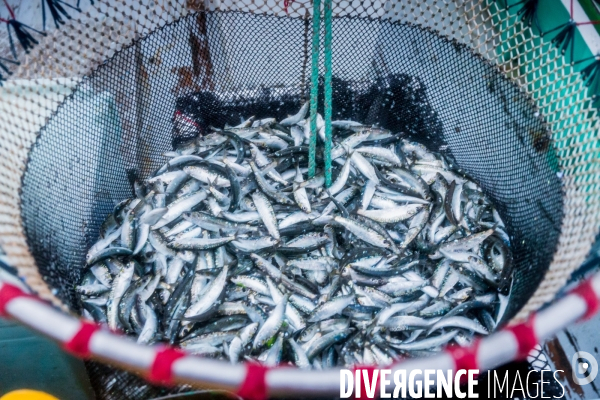 Pêche à la sardine: de l océan à la boîte de conserve