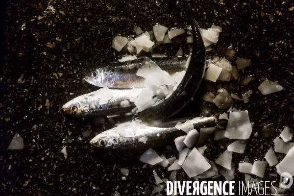 Pêche à la sardine: de l océan à la boîte de conserve