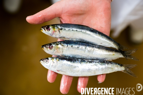 Pêche à la sardine: de l océan à la boîte de conserve