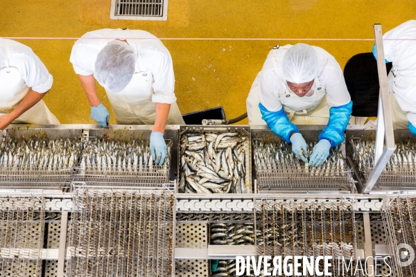 Pêche à la sardine: de l océan à la boîte de conserve