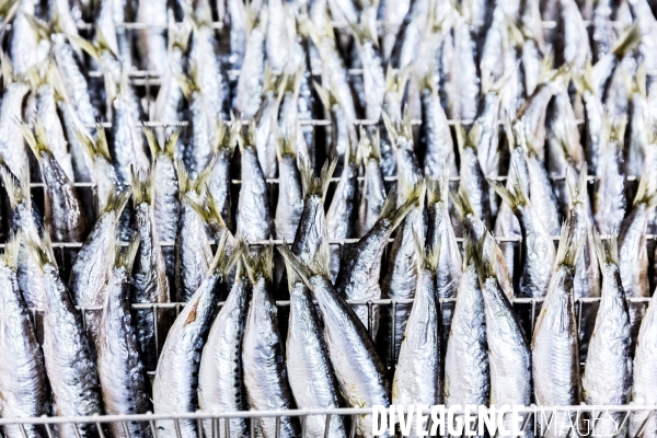 Pêche à la sardine: de l océan à la boîte de conserve