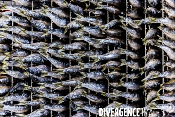 Pêche à la sardine: de l océan à la boîte de conserve
