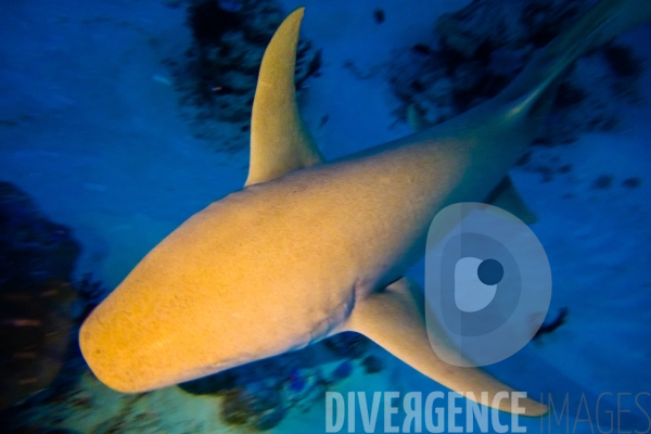 Requins - Maldives