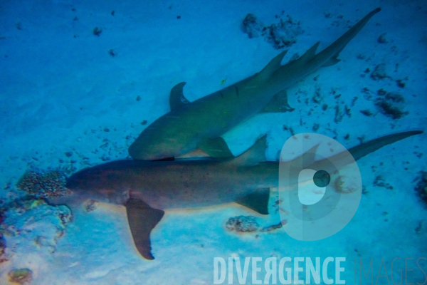 Requins - Maldives