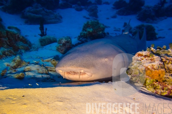 Requins - Maldives