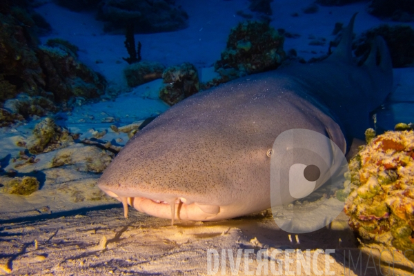 Requins - Maldives