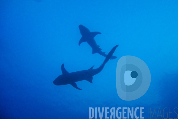 Requins - Maldives