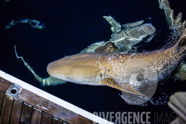 Requins - Maldives