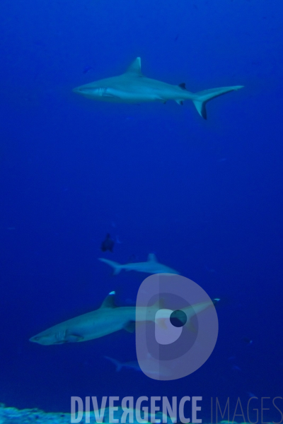 Requins - Maldives