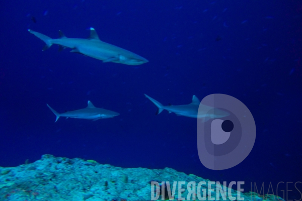 Requins - Maldives