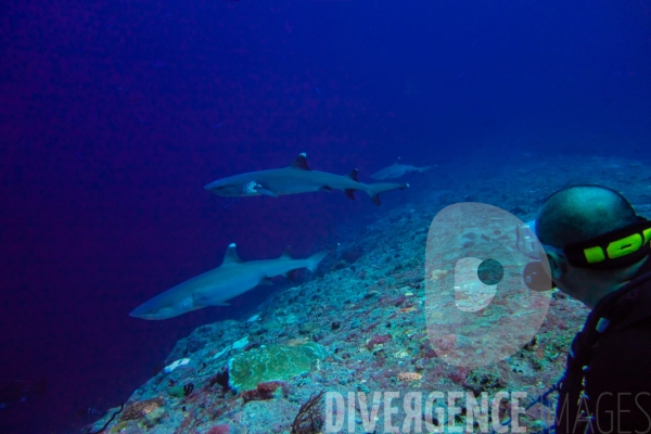 Requins - Maldives