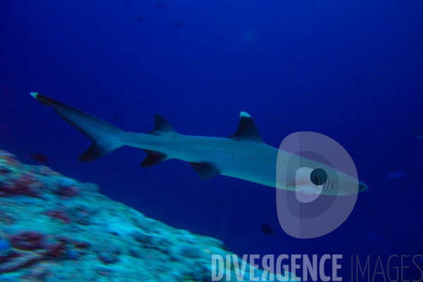 Requins - Maldives