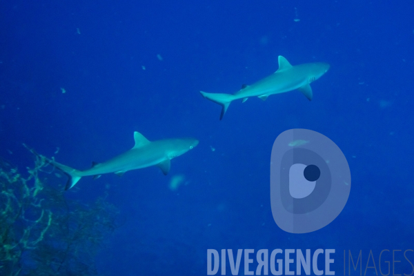 Requins - Maldives