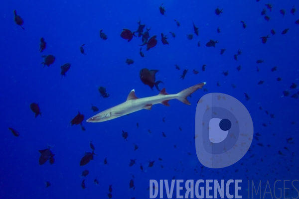 Requins - Maldives