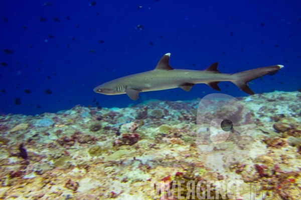 Requins - Maldives