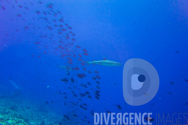 Requins - Maldives