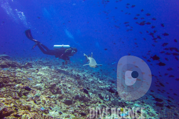 Requins - Maldives