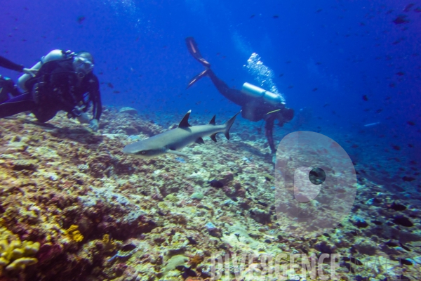 Requins - Maldives