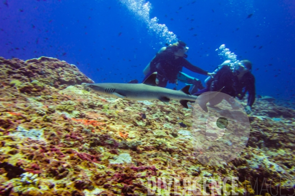 Requins - Maldives