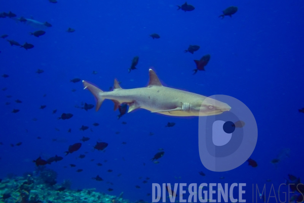 Requins - Maldives